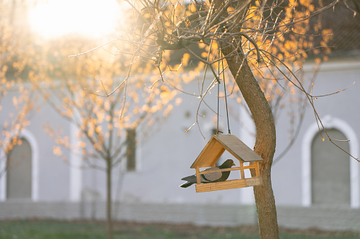 A pigeon sits in a bird feeder on a tree in a park on a sunny spring day. Wildlife and birds concept
