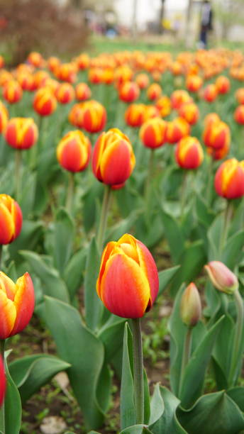 istock Yellow red tulip flowers 2149940792
