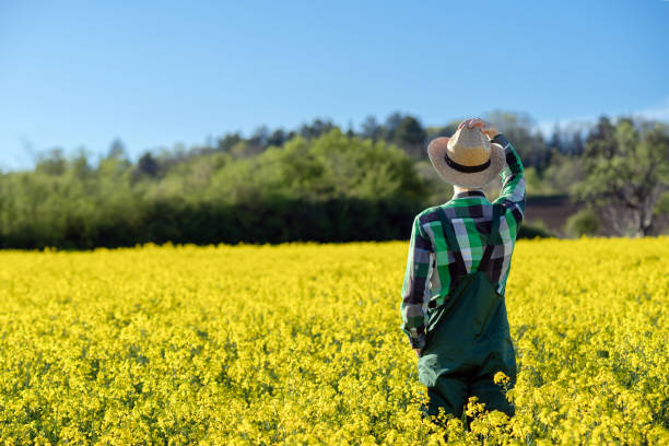 istock Rear view of farmer looking at canola fields 2149940828