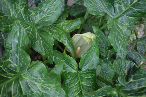Arum italicum plant close up