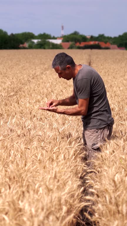 Farmer Walking Through Ripe Wheatfield and Checking His Crop Before The Harvest