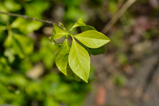 White spindle branch with leaves - Latin name - Euonymus europaeus f. albus