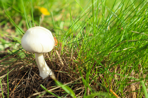 White mushroom champignon in green grass in nature. Edible mushroom Agaricus arvensis under spruce in green grass in the forest in the summer of autumn macro horizontal photo
