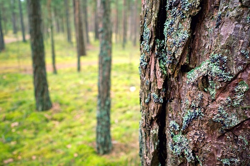 Pine forest. Abstract nature background. Ecology, lungs of the earth. Selective focus.