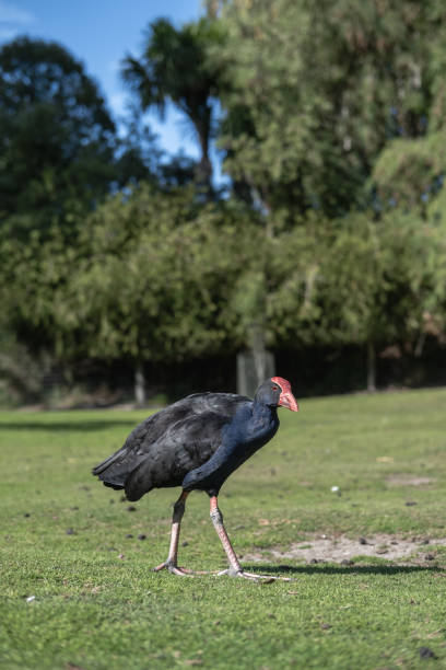 The pūkeko is probably one of the most recognised native birds in New Zealand with its distinctive colourings and habit of feeding on the ground.