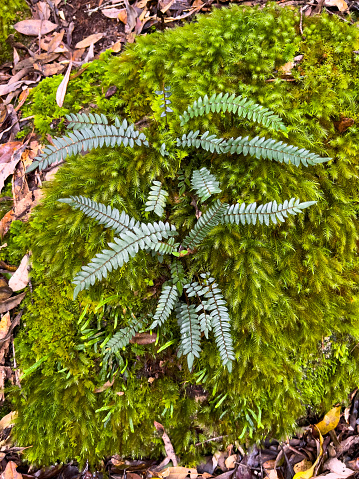 Vertical high angle extreme closeup photo of tiny ferns and bright green moss growing on the forest floor among fallen leaves in the World-Heritage listed Gondwana rainforest. Gibraltar Range, NSW. Soft focus background.