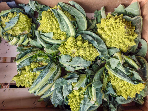 istock Fresh pramyde cauliflower at glasgow scotland england UK 2149945469