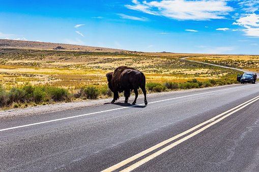 Utah. Antelope Island is magnificent and diverse. Huge wild bison crosses the road. The wide highway goes into the distance