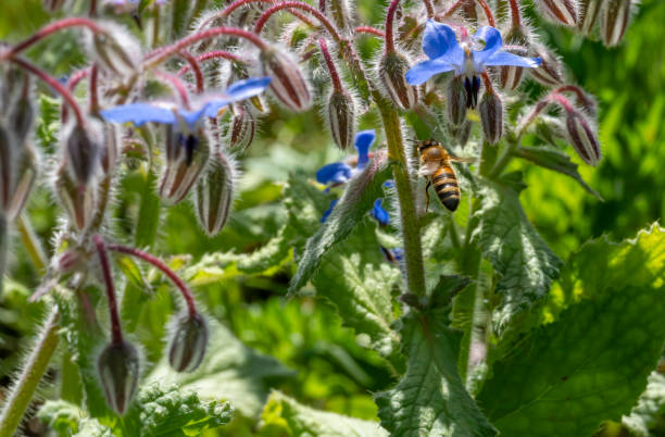 istock Bee flying over to a borage blossom 2149946575