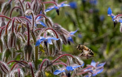 Bee flying over to a borage blossom