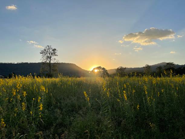 istock Sunset over the agriculture field 2149947289