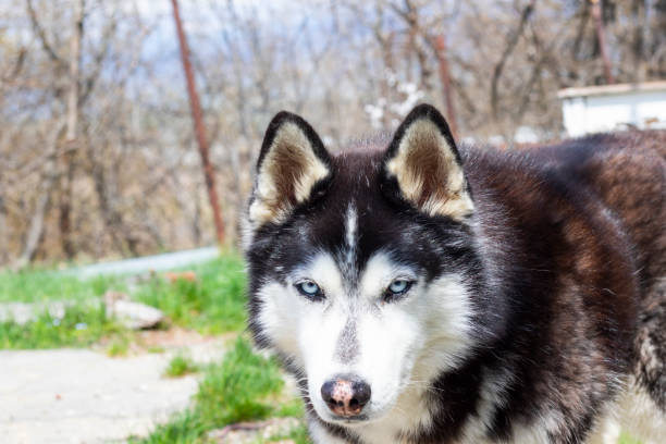 istock husky dog photos 2149948016