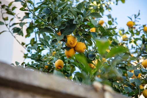 lemon tree covered with fruit