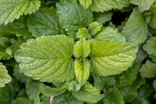 Close-up of vibrant lemon balm leaves, perfect for natural textures and backgrounds