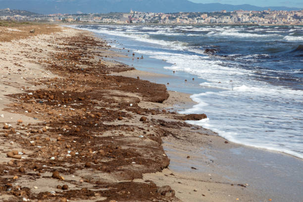 brown seagrass washed up on the sea shore