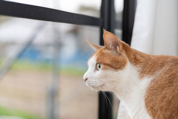istock Cat looking outside from inside the house 2149949167