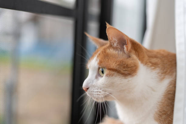 istock Cat looking outside from inside the house 2149949187