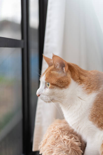 Cat looking outside from inside the house