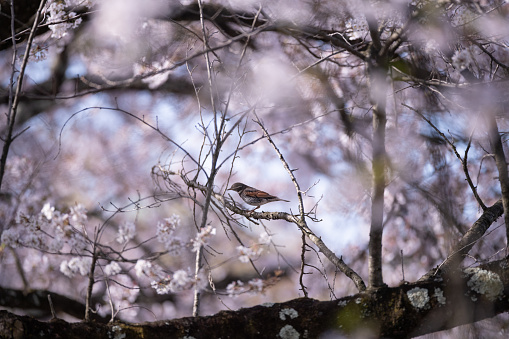 Wild birds perching on a cherry tree in full bloom