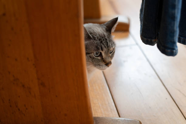 cat staring from under furniture