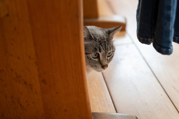 cat staring from under furniture