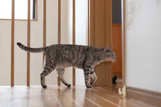 istock cat walking in the house 2149949535