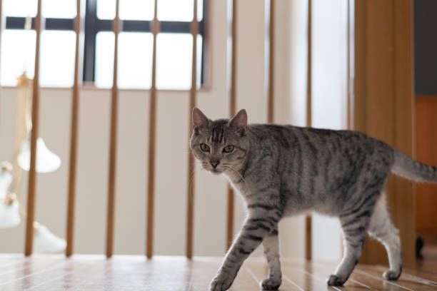 istock cat walking in the house 2149950048