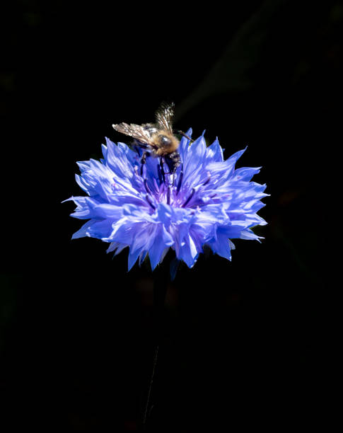 Cornflower and honey bee in close up.