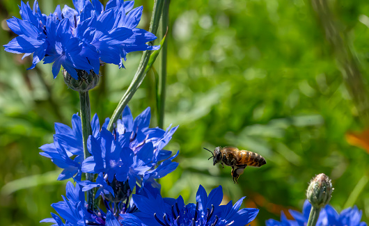 Cornflower and honey bee in close up.