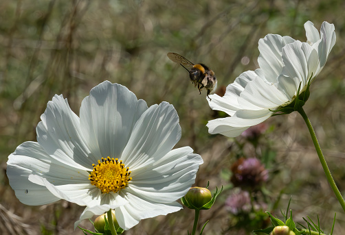 Cosmos in close up from the front with a bumblebee flying to one of the flowers.
