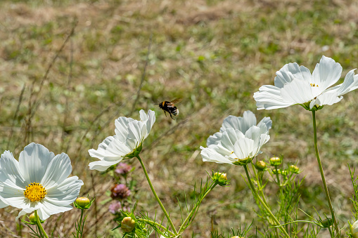 Cosmos in close up from the front with a bumblebee flying to one of the flowers.