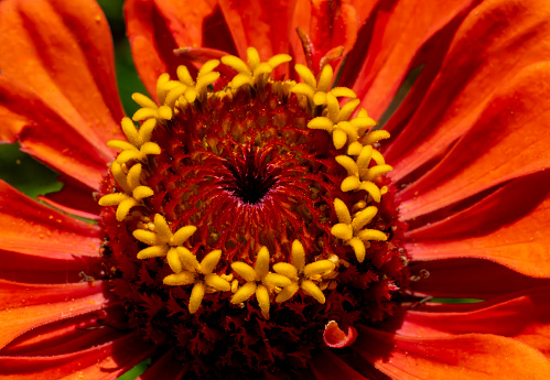 Red and yellow Gerbera flower extreme close up