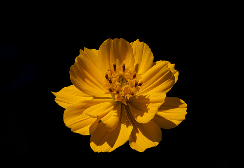 Cosmos sulphureus in close up from the front.