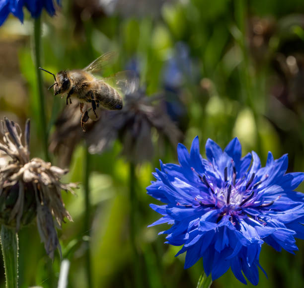 Cornflower and honey bee in close up.