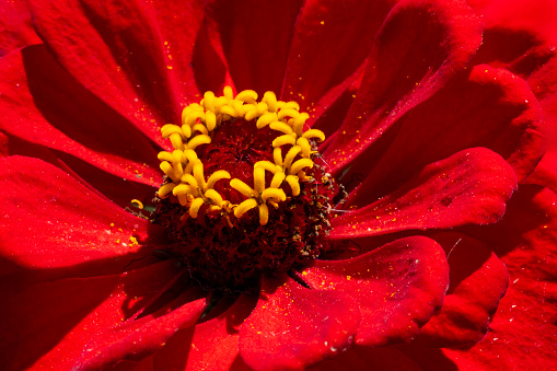 A close up of a Zinnia with red flower and yellow florets in Stukeley Meadows Nature Reserve Huntingdon, Cambridgeshire.
