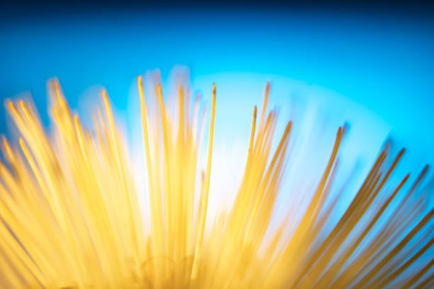 Bottle brush close up yellow flower stames on blue background Banksia