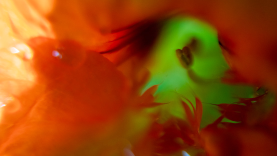 Nasturtium flower close up stigma red