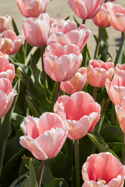 Tulip Salmon Impression, pink flowers in spring sunlight