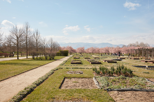 VENARIA REALE, ITALY - MARCH 29 , 2023: Vegetable garden area with flowerbeds in Reggia di Venaria castle park in spring sunlight
