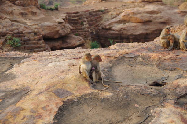istock Monkeys in Badami fort 2149952198