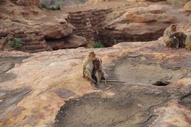 istock Monkeys in Badami fort 2149952284
