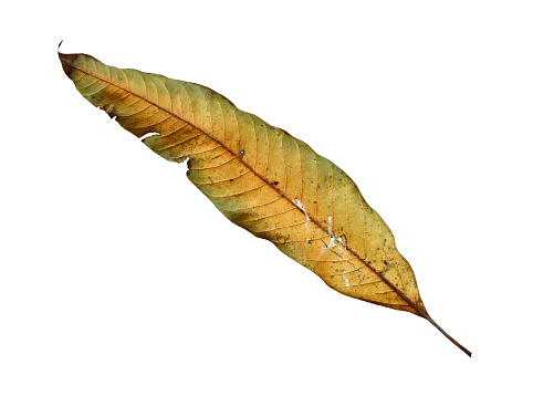 Horizontal image of cut out of one yellow brown color gradient wilted dried jaamun or Jamun, Java Plum or Syzygium cumini  autumn leaf front view isolated over white transparent background