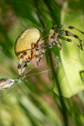 Garden spider Aroniella Curcurbitina on a web with its prey partly wrapped in gossamer.