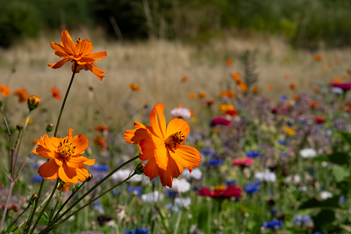 Multi-coloured wildflower meadow, part of a rewilding scheme in Stukeley Meadows, Huntingdon, Cambridgeshire.  There is an orange cosmos in the foreground.