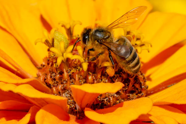 Close-up of Honeybee climbing stamen of a La Courtine Tulip - gathering pollen\nNear 49°40'53.9\