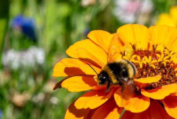 bee in a flower