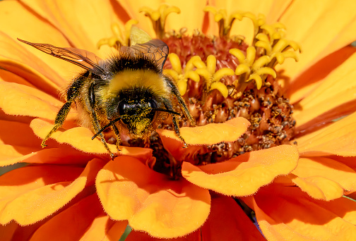 Zinnia and bumble bee in close up.