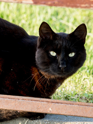 A black cat with striking green eyes lounging outdoors