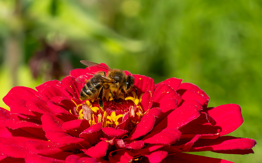 Zinnia and honey bee in close up.