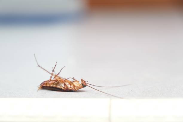 istock Dead cockroach on the floor after being sprayed with pesticide 2149955091